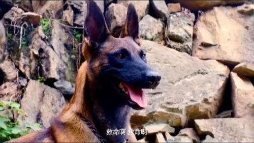 战犬 在线观看,忠诚守护，生死较量  第1张