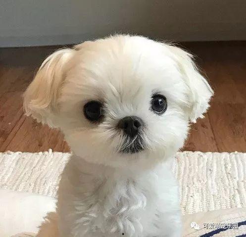 狗狗最新爆料图片,萌态百出，揭秘宠物界的欢乐瞬间